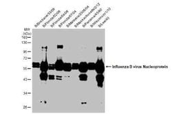 Influenza B nucleoprotein Antibody (HL1073) - (B/Taiwan/753/2005), Novus