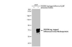 Influenza B nucleoprotein Antibody (HL1073) - (B/Taiwan/753/2005), Novus
