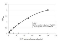 Influenza B nucleoprotein Antibody - (B/Taiwan/753/2005), Novus Biologicals 100 &mu;g | Buy Online | Novus Biologicals | Fisher Scientific