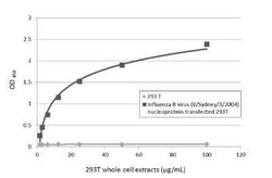 Influenza B nucleoprotein Antibody - (B/Taiwan/753/2005), Novus Biologicals 100 &mu;g | Buy Online | Novus Biologicals | Fisher Scientific