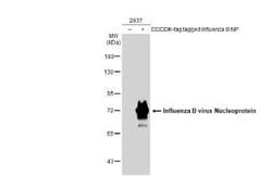 Influenza B nucleoprotein Antibody - (B/Taiwan/753/2005), Novus Biologicals 100 &mu;g | Buy Online | Novus Biologicals | Fisher Scientific
