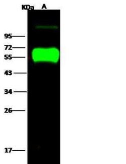 Influenza H14N5 Hemagglutinin Antibody, Novus Biologicals 50 &mu;g; Unconjugated:Antibodies,