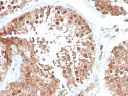 Inhibin alpha Antibody (INHA/4266) - Azide and BSA Free, Novus Biologicals