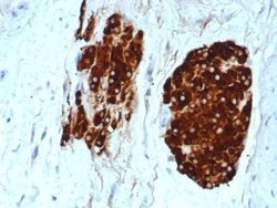 Inhibin alpha Rabbit anti-Human, Clone: INHA/6598R, Novus Biologicals:Antibodies:Primary