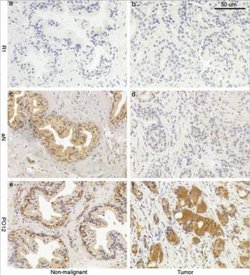 Inhibin alpha Antibody (PO12/8) - Azide and BSA Free, Novus Biologicals