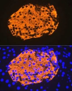 Insulin Rabbit anti-Mouse, Rat, Clone: 4C3Y9, Novus Biologicals 20 &mu;g;