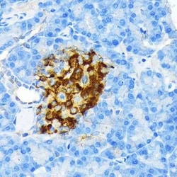 Insulin Rabbit anti-Mouse, Rat, Clone: 4C3Y9, Novus Biologicals 20 &mu;g;