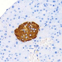 Insulin Rabbit anti-Mouse, Rat, Clone: 4C3Y9, Novus Biologicals 20 &mu;g;