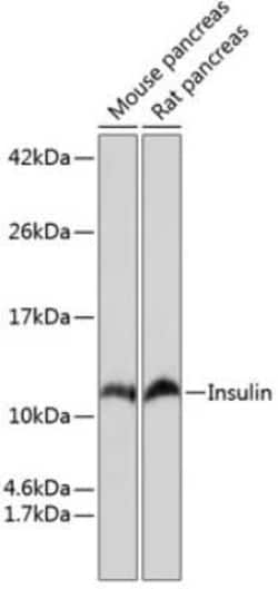 Insulin Rabbit anti-Mouse, Rat, Clone: 4C3Y9, Novus Biologicals 20 &mu;g;