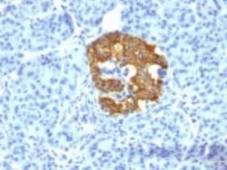 Insulin Antibody (2D11-H5 (same as INS05)), Novus Biologicals:Antibodies:Primary