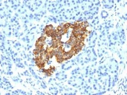 Insulin Antibody (IRDN/794), Novus Biologicals 0.02mg; Unlabeled:Antibodies,