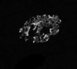 Insulin Antibody (IRDN/794), Novus Biologicals 0.02mg; Unlabeled:Antibodies,