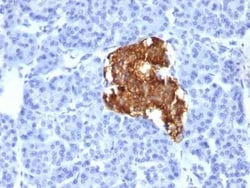 Insulin Antibody (IRDN/805), Novus Biologicals:Antibodies:Primary Antibodies