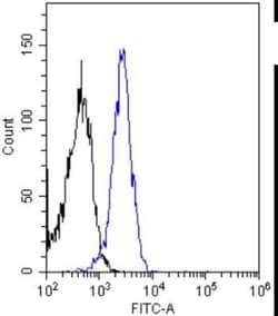 Insulin R/CD220, Rabbit anti-Human,Porcine,Bovine,Sheep, Clone: 83-14,