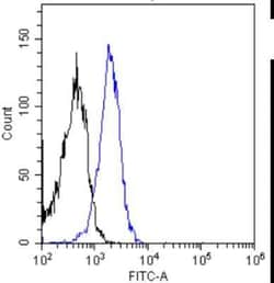 Insulin R/CD220, Rabbit anti-Human, Clone: 83-7, Novus Biologicals 0.025