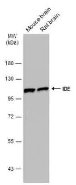 Insulysin/IDE Antibody (GT286), Novus Biologicals 100 &mu;g | Buy Online | Novus Biologicals | Fisher Scientific