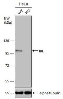 Insulysin/IDE Antibody (GT286), Novus Biologicals 100 &mu;g | Buy Online | Novus Biologicals | Fisher Scientific