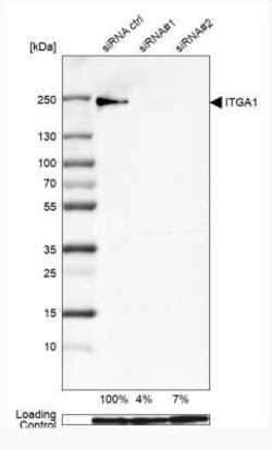Integrin alpha 1/CD49a Antibody (CL7207), Novus Biologicals 25 &mu;L; Unconjugated:Antibodies,