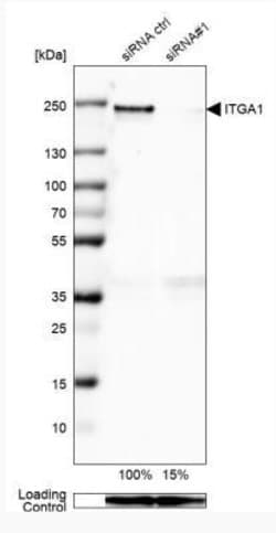 Integrin alpha 1/CD49a Antibody (CL7217), Novus Biologicals Integrin alpha
