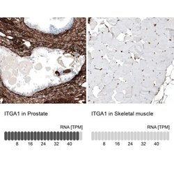 Integrin alpha 1/CD49a Antibody (CL7207), Novus Biologicals 25 &mu;L; Unconjugated:Antibodies,