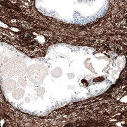 Integrin alpha 1/CD49a Antibody (CL7207), Novus Biologicals 25 &mu;L; Unconjugated:Antibodies,