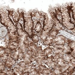 Integrin alpha 1/CD49a Antibody (CL7207), Novus Biologicals 25 &mu;L; Unconjugated:Antibodies,