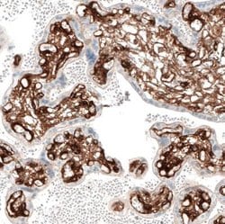 Integrin alpha 1/CD49a Antibody (CL7207), Novus Biologicals 25 &mu;L; Unconjugated:Antibodies,