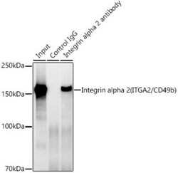 Integrin alpha 2/CD49b Rabbit anti-Human, Mouse, Rat, Clone: 7O9H6, Novus