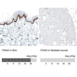 Integrin alpha 2/CD49b Antibody (CL7318), Novus Biologicals Integrin alpha