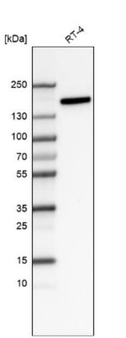Integrin alpha 2/CD49b Antibody (CL7318), Novus Biologicals Integrin alpha