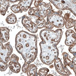 Integrin alpha 3/CD49c Antibody (CL6937), Novus Biologicals Integrin alpha