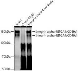 Integrin alpha 4/CD49d Rabbit anti-Human, Mouse, Rat, Clone: 8M8C2, Novus