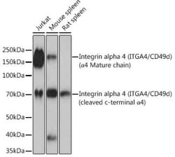 Integrin alpha 4/CD49d Rabbit anti-Human, Mouse, Rat, Clone: 8M8C2, Novus