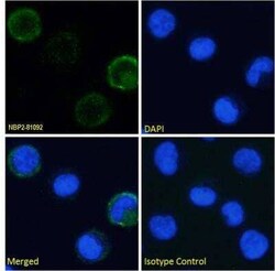 Integrin alpha 4/CD49d, Rabbit anti-Human, Clone: 21.6, Novus Biologicals