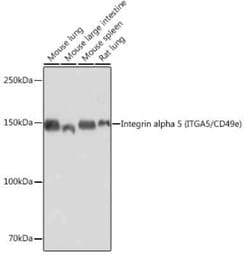 Integrin alpha 5/CD49e Rabbit anti-Human, Mouse, Rat, Clone: 8F2O6, Novus Biologicals 100 &mu;g | Buy Online | Bio-Techne | Fisher Scientific