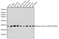 Integrin alpha 5/CD49e Rabbit anti-Human, Mouse, Rat, Clone: 8F2O6, Novus Biologicals 100 &mu;g | Buy Online | Bio-Techne | Fisher Scientific