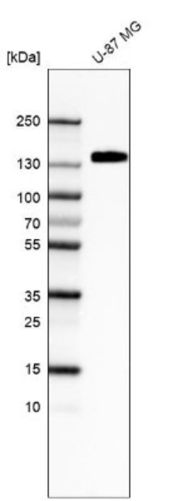 Integrin alpha 5/CD49e Antibody (CL6940), Novus Biologicals 25 &mu;L; Integrin