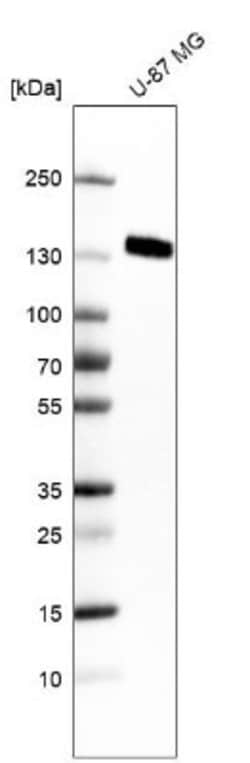 Integrin alpha 5/CD49e Antibody (CL6951), Novus Biologicals:Antibodies:Primary