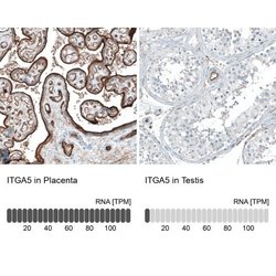 Integrin alpha 5/CD49e Antibody (CL6940), Novus Biologicals 25 &mu;L; Integrin