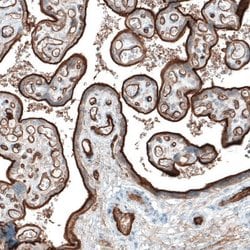 Integrin alpha 5/CD49e Antibody (CL6940), Novus Biologicals 25 &mu;L; Integrin