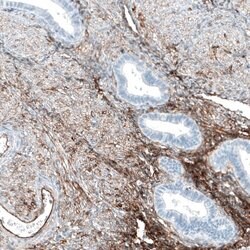 Integrin alpha 5/CD49e Antibody (CL6940), Novus Biologicals 25 &mu;L; Integrin