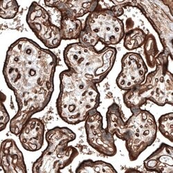 Integrin alpha 5/CD49e Antibody (CL6951), Novus Biologicals:Antibodies:Primary