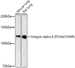 Integrin alpha 6/CD49f Rabbit anti-Human, Mouse, Rat, Clone: 2R5F1, Novus