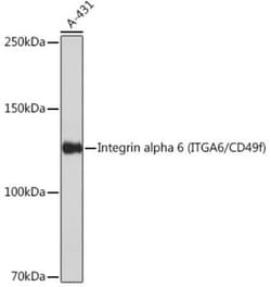 Integrin alpha 6/CD49f Rabbit anti-Human, Clone: 4E4K6, Novus Biologicals 100 &mu;g | Buy Online | Novus Biologicals | Fisher Scientific