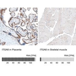 Integrin alpha 6/CD49f Antibody (CL6957), Novus Biologicals:Antibodies:Primary