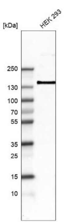 Integrin alpha 8 Antibody (CL7304), Novus Biologicals 100 &mu;L | Buy Online | Novus Biologicals | Fisher Scientific