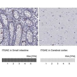Integrin alpha E/CD103 Rabbit anti-Human, Polyclonal, Novus Biologicals:Antibodies:Primary