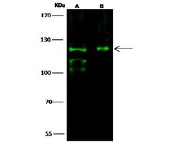 Integrin alpha E/CD103 Antibody, Novus Biologicals 50 &mu;g, Unconjugated:Antibodies,