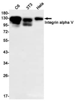 Integrin alpha V/CD51 Antibody (S03-6E3), Novus Biologicals:Antibodies:Primary
