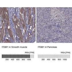 Integrin beta 1/CD29 Antibody, Novus Biologicals 100 &mu;g; Unconjugated:Antibodies,